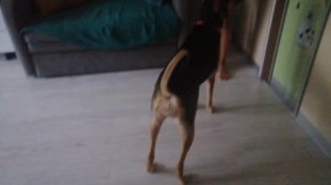 Играем с куклой и дрессируем её( Извините за плохую съёмку🐕❤️🇷🇺)