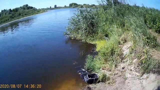 Летний Лещ на Припяти. 07.08.2020. смотреть онлайн