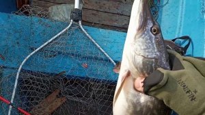 ДРОП ШОТ ЭТО УВЛЕКАТЕЛЬНАЯ ЛОВЛЯ ЩУКИ И НЕ ТОЛЬКО!!!