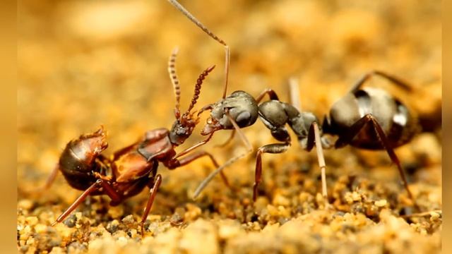 ДЕГРАДАЦИЯ или МИРОВОЙ ЗАГОВОР смотреть онлайн