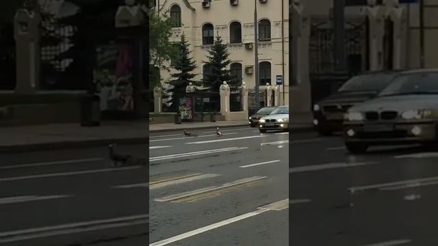 Жизнь городских уток) смотреть онлайн