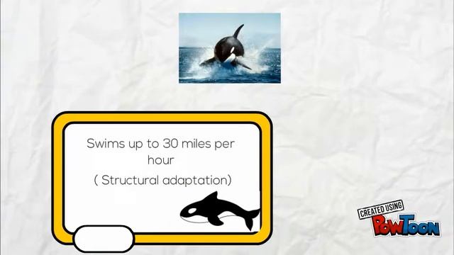 Orcinus Orca смотреть онлайн
