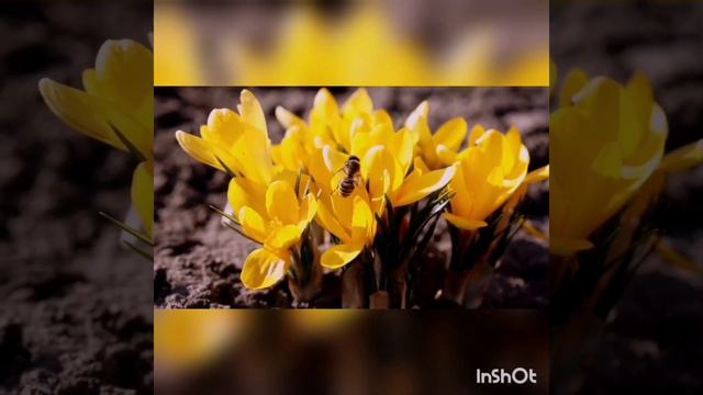 Інтегроване заняття з природи та розвитку мовлення. "Чарівні квіти" смотреть онлайн