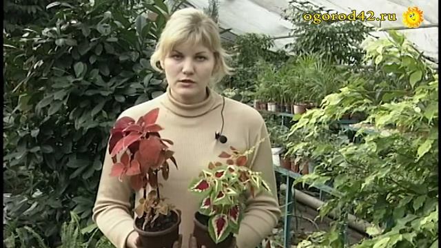 Модный колеус смотреть онлайн