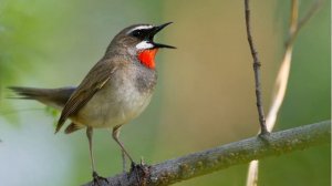 Райское пение птиц Релакс пауза Звуки природы