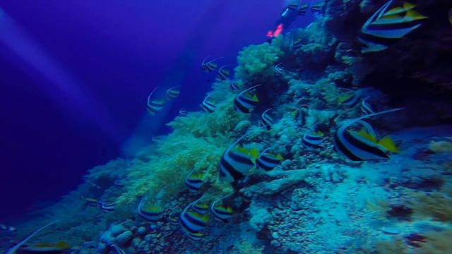 Дайвинг-сафари (Египет) - Diving Safari (Egypt)