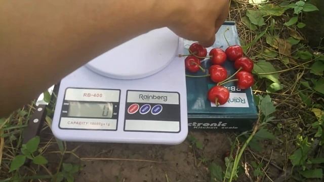 Черешня сорт Крупноплодная Волинська область 26.06.2022 смотреть онлайн