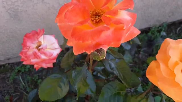 New Year Rose (Floribunda) смотреть онлайн