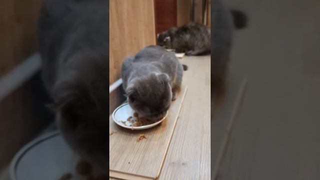У Эрика и Ватсона поздний ужин./ Cats want to eat. смотреть онлайн