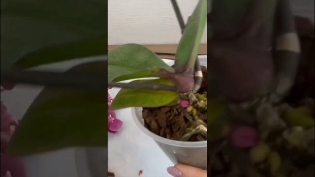 120. Когда необходимо пересаживать купленную орхидею.Часть 2 #ОрхидеиДляНачинающих #ОрхидеиИзПосылк смотреть онлайн