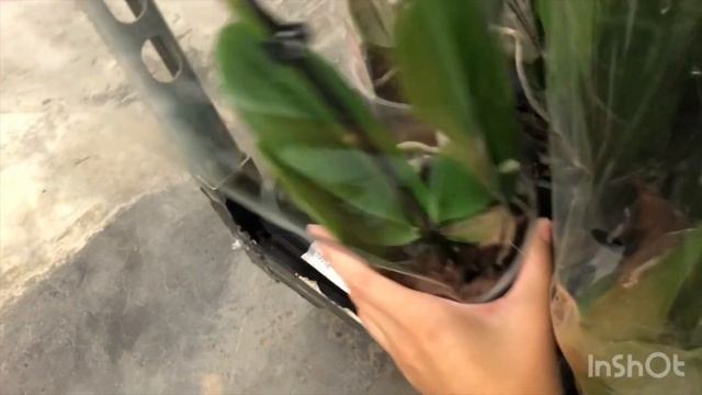 Свежий завоз орхидей в Мегу Самара Биг липы, Карин Алоха, Албуфейра, Венецианский карнавал смотреть онлайн