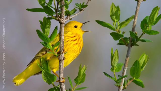 Yellow Warbler Song