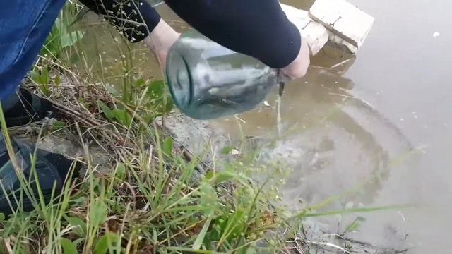 Зарыбление моего пруда карасем! смотреть онлайн
