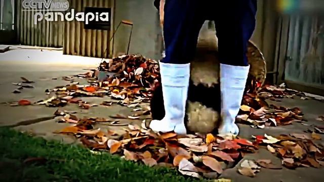 панды-хулиганки отбирают корзину для мусора смотреть онлайн
