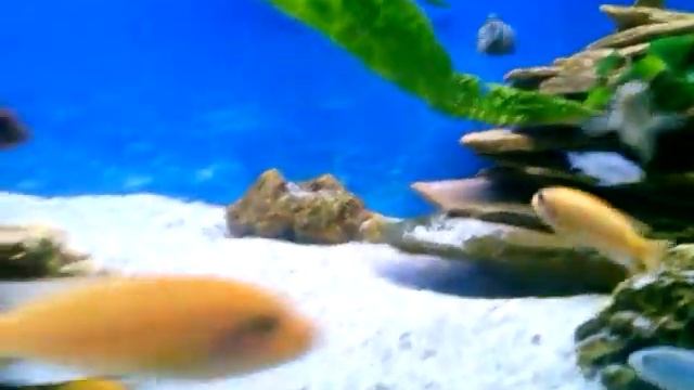 Malawi 450 l смотреть онлайн