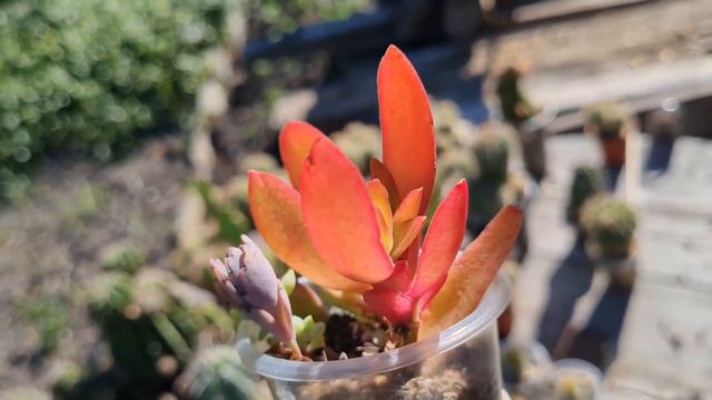Коллекция суккулентов. Лето'23  (часть 6) #succulent