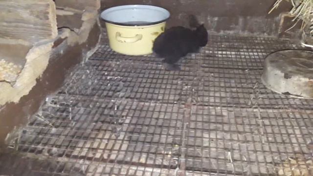 Little Rabbit 🐇 Household |  Маленький кролик