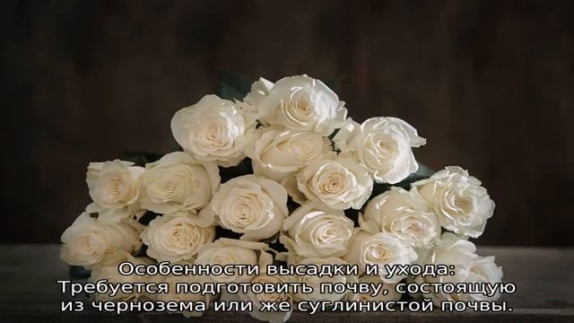 Роза Мондиаль смотреть онлайн