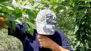 Черешня Бигарро Бурлат обзор сорта