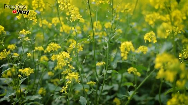 КАК НАВСЕГДА ИЗБАВИТЬСЯ ОТ ПРОВОЛОЧНИКА И ЛИЧИНОК ХРУЩА В ПОЧВЕ?! смотреть онлайн