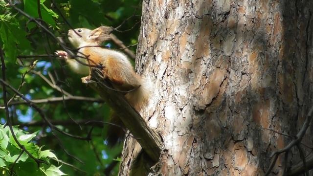 Бельчата на прогулке. ( Sciurus ) смотреть онлайн