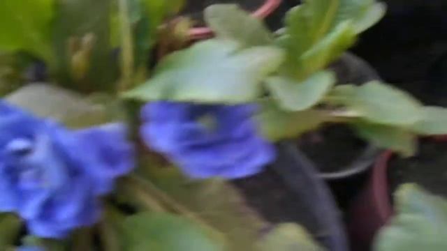 Махровые примулы, приобрёл по случаю. смотреть онлайн