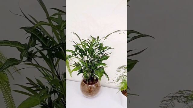 Ассорти из комнатных растений! смотреть онлайн