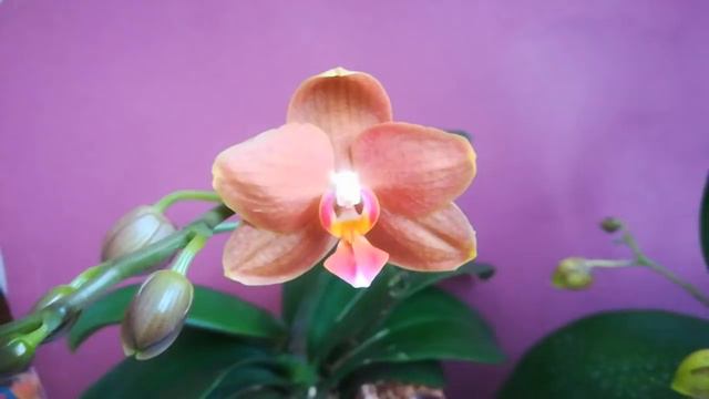 УРА!!! МОЙ БРОНЗОВЫЙ ВЕК!))) смотреть онлайн