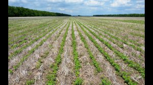 Посевы сои по  No-Till технологии. КФХ Владимира Гавриленко.