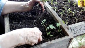 Пикировка Томатов. Как Правильно Пикировать Рассаду Помидор Петлей