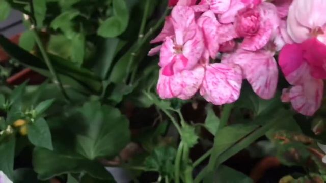 Все не запланировано! Покупки, Эмоции, День/Ночь! Я хочу показать вам что и как ))!! смотреть онлайн