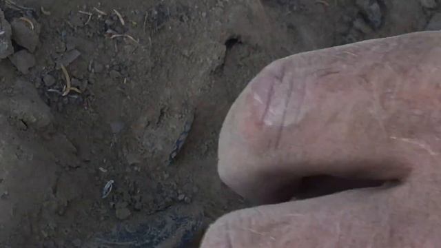 КОП на Балхаше. За 1 час 9 царских монет! XP DEUS смотреть онлайн