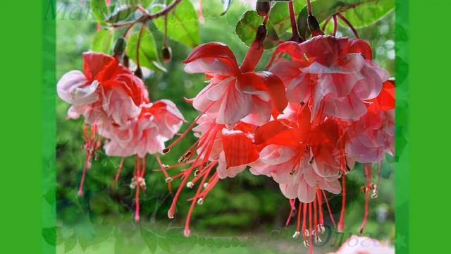 Поздравление от неонатологов 2016. смотреть онлайн