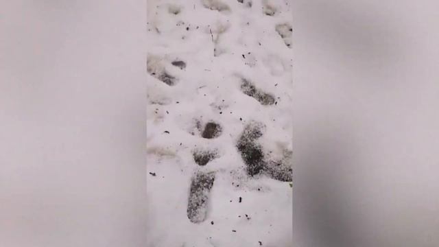 ORACLE SAW 5 MONTHS BEFORE RARE ICE/ HAIL STORM IN SUMMER - REUTLINGEN GERMANY смотреть онлайн