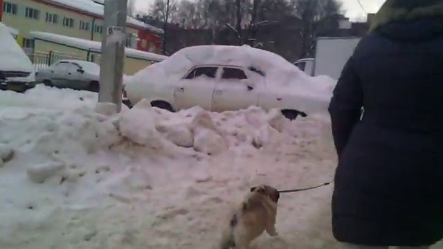 Как я гуляю с собакой мопс смотреть онлайн