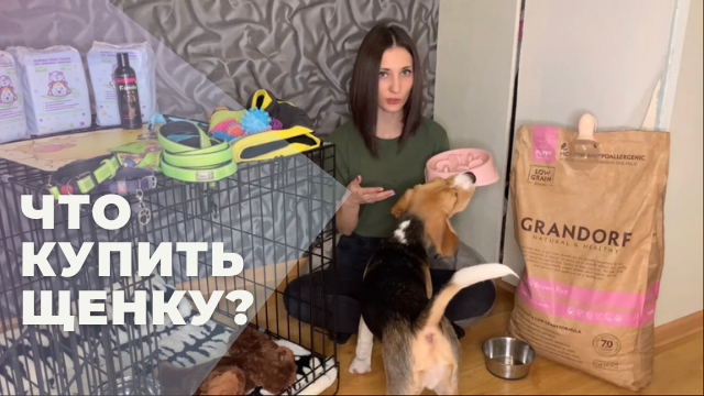ВСЁ, ЧТО НАДО КУПИТЬ, ЕСЛИ ВЫ РЕШИЛИ ЗАВЕСТИ ЩЕНКА ? смотреть онлайн
