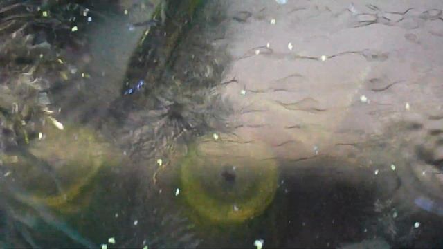 Croton (Plant Care): Drastic Times calls for Drastic Measures. смотреть онлайн