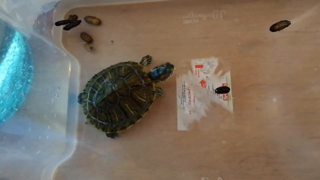 Красноухая черепаха Коржик ест тараканов смотреть онлайн