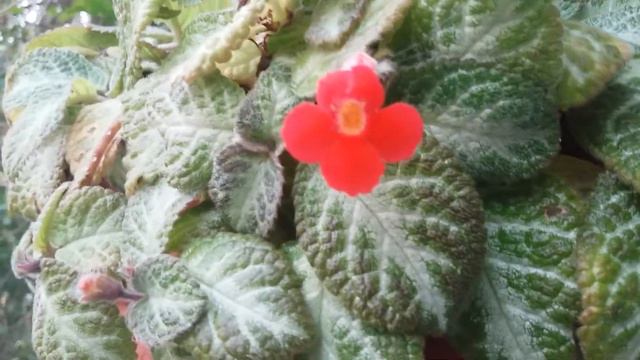 Episcia cupreata,Hohtokuparilehti,พรมกำมะหยี่,喜荫花 смотреть онлайн