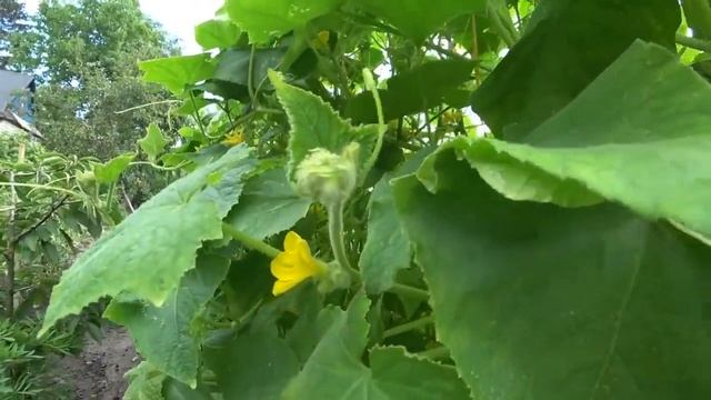 СРОЧНО! Желтеют листья на огурцах? Дайте Это Огурцам и они снова позеленеют огромный урожай огурцо смотреть онлайн