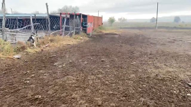 Откорм бычков , бычки на доращивание , утренний выпас бычков . Видео из Архива @откорм смотреть онлайн