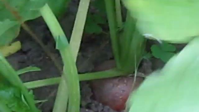 Дайкон и красная зимняя редька растут рядом смотреть онлайн