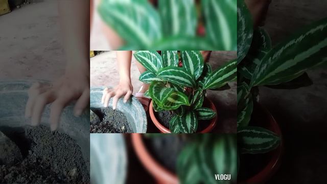 Calathea Plant|Tips|Care|NOR's GARDEN