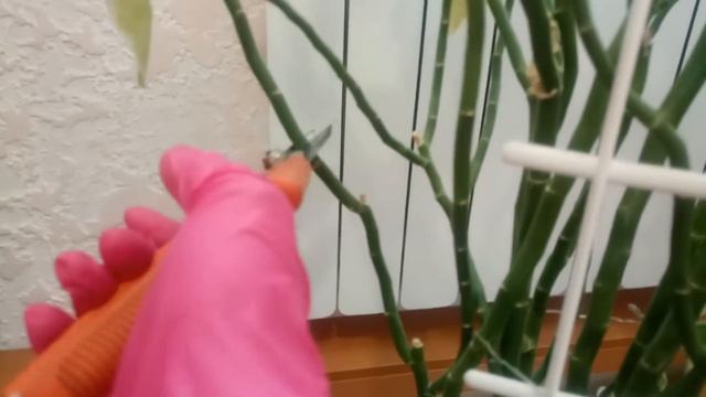 Педилантус, молочай титималоидный. Обрезка | Euphorbia Tithymaloides. Pruning