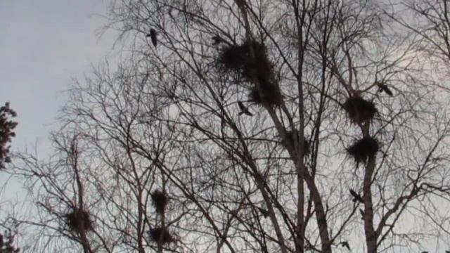 ГРАЧИ ПРИЛЕТЕЛИ.