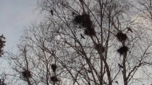 ГРАЧИ ПРИЛЕТЕЛИ.