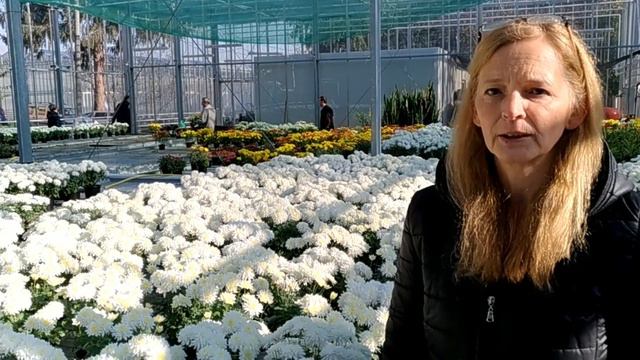 Crizanteme Clonate Usamv