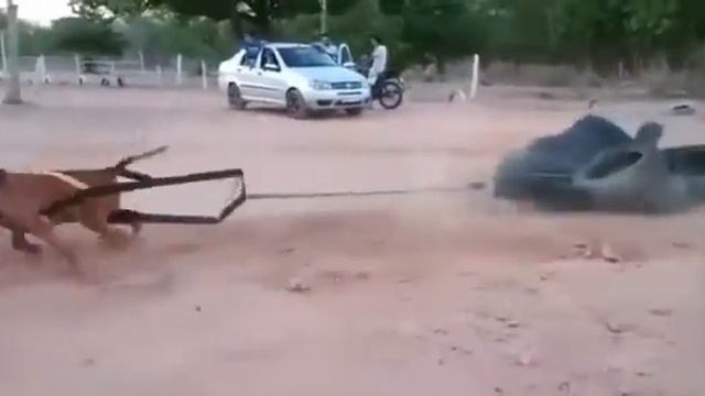 Тренировка питбуля (KG BULL) смотреть онлайн