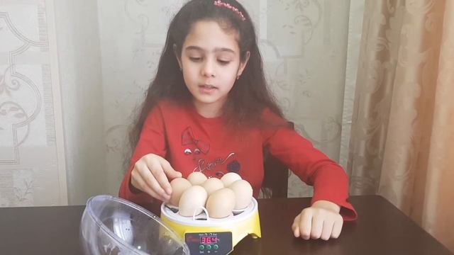 Мини инкубатор на 7 яиц. Часть первая смотреть онлайн