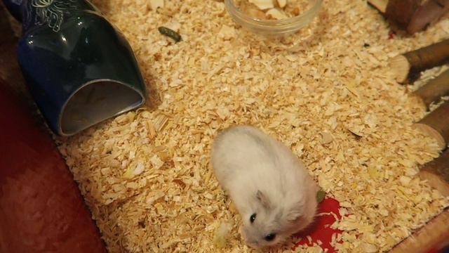 СЕРЕБРЯННАЯ КНОПКА ЗА 100 К ! ВСЕ МОИ ЖИВОТНЫЕ JESSLIFE PETS смотреть онлайн